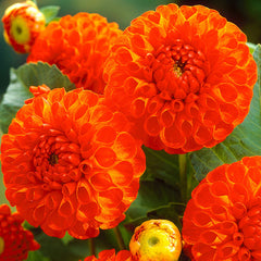 Orange Gallery Pablo Dahlia Bulbs Perennial Growing Bonsai Roots Rhizomes Corms Tubers Potted Planting Reblooming Fragrant Garden Species Blooms Flower Seeds Plant Gardening