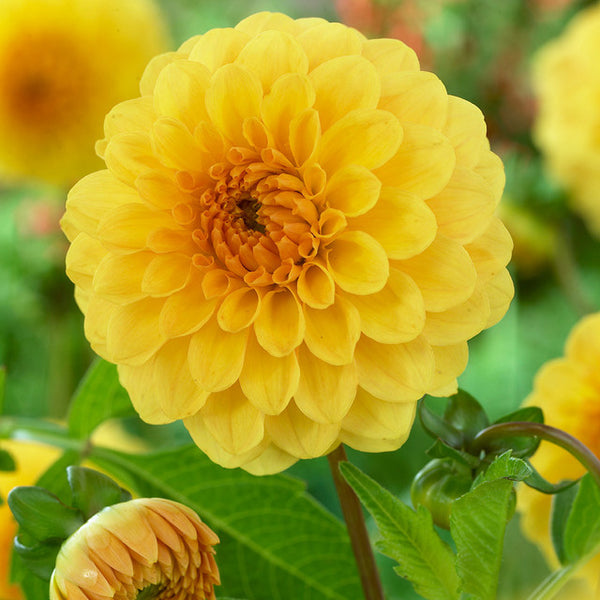 Yellow Poeme Dahlia Bulbs Perennial Growing Bonsai Roots Rhizomes Corms Tubers Potted Planting Reblooming Fragrant Garden Species Blooms Flower Seeds Plant Gardening