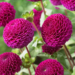 Purple Cafe au Lait Dahlia Bulbs Perennial Growing Bonsai Roots Rhizomes Corms Tubers Potted Planting Reblooming Fragrant Garden Species Blooms Flower Seeds Plant Gardening