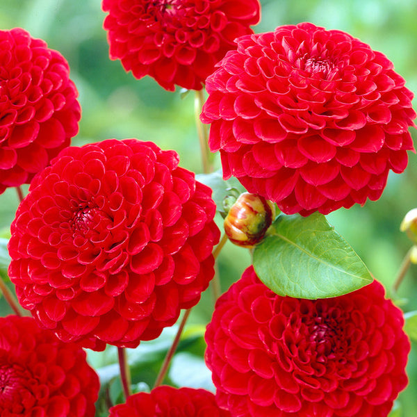 Red Dahlia Striped Duet Bulbs Perennial Growing Bonsai Roots Rhizomes Corms Tubers Potted Planting Reblooming Fragrant Garden Species Blooms Flower Seeds Plant Gardening