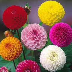 Pompom Collection Dahlia Bulbs Perennial Growing Bonsai Roots Rhizomes Corms Tubers Potted Planting Reblooming Fragrant Garden Species Blooms Flower Seeds Plant Gardening