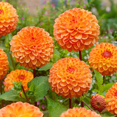 Pompom Collection Dahlia Bulbs Perennial Growing Bonsai Roots Rhizomes Corms Tubers Potted Planting Reblooming Fragrant Garden Species Blooms Flower Seeds Plant Gardening