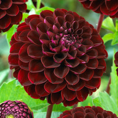 Pompom Collection Dahlia Bulbs Perennial Growing Bonsai Roots Rhizomes Corms Tubers Potted Planting Reblooming Fragrant Garden Species Blooms Flower Seeds Plant Gardening