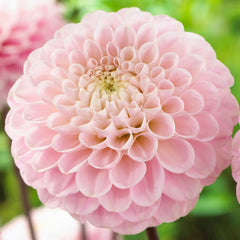 Pompom Collection Dahlia Bulbs Perennial Growing Bonsai Roots Rhizomes Corms Tubers Potted Planting Reblooming Fragrant Garden Species Blooms Flower Seeds Plant Gardening