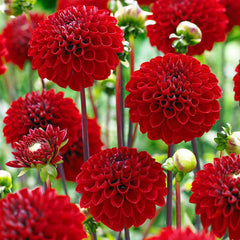 Pompom Collection Dahlia Bulbs Perennial Growing Bonsai Roots Rhizomes Corms Tubers Potted Planting Reblooming Fragrant Garden Species Blooms Flower Seeds Plant Gardening