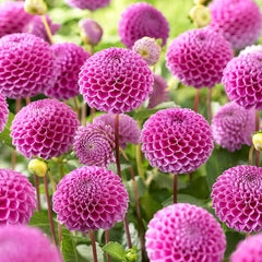 Pompom Collection Dahlia Bulbs Perennial Growing Bonsai Roots Rhizomes Corms Tubers Potted Planting Reblooming Fragrant Garden Species Blooms Flower Seeds Plant Gardening