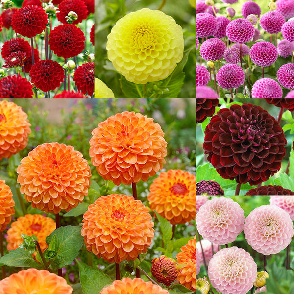 Pompom Collection Dahlia Bulbs Perennial Growing Bonsai Roots Rhizomes Corms Tubers Potted Planting Reblooming Fragrant Garden Species Blooms Flower Seeds Plant Gardening