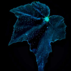 Black Swan Begonia