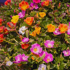 Moss Rose Seeds for Planting Outdoor Rare Purslane Seeds Succulent Ground Cover Plant Portulaca Oleracea Seeds