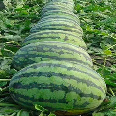 Lazy Seedless Watermelon