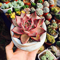 Mixed Color Rare Succulents Seeds Garden and Home Bonsai Flower Plant