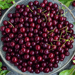 Dwarf Cherry Tree Seed Sweet Edible Fruit Robust Flavor Great Gardening