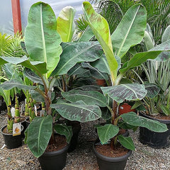 Musa Acuminata Banana Fruit Tree Dwarf Houseplant Sweet Fruit
