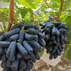 High Quaility Sapphire Grapes Seeds