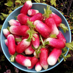 Thumb Fruit Radish Seeds