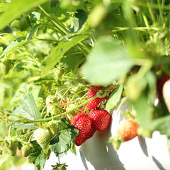 Red Climbing Strawberry Seeds For Home Garden