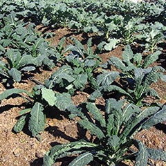 Kale Mixed Seeds, This is a Mix!Dwarf Blue Curled, Lacinato Dinosaur, Siberian Dwarf, Russian Red