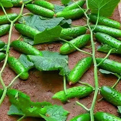 Crawling Cucumbers Seeds