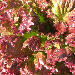 Coffee Leaf lettuce Seeds