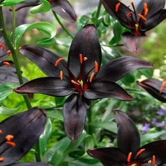 Black Lily: A Proud Black Flower