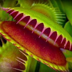 Venus Fly Trap Seeds Venus Flytrap Seeds for Planting Home Garden
