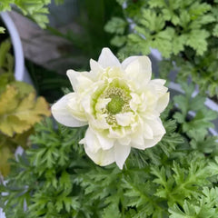 Double Anemone Seeds — Add Resilient Elegance to Your Garden!