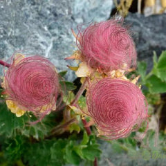 Prairie Smoke Flower Seeds