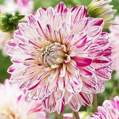 Rare Dahlias