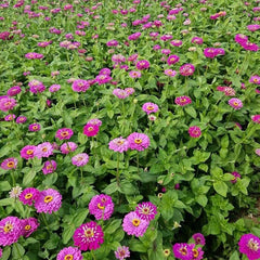 Mixed Double Zinnia Seeds Flower Garden Big Bright Beautiful Variety Butterfly