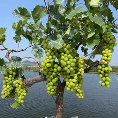 Shine Muscat Tree Seeds-Sunshine Rose Grape（Can be potted）