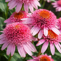 Double Pink Coneflower Seeds - Rare Hardy Perennial Pollinator Flower