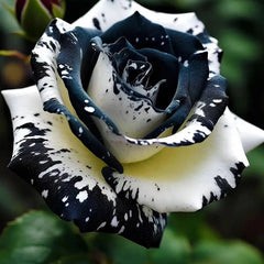 Rare Black and White Twin Roses