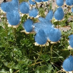 Blue Prairie Smoke Flower