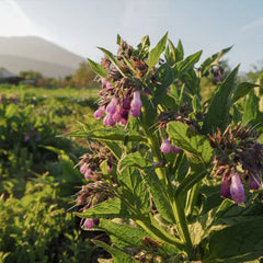 Common / True Comfrey