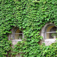 Ivy Vine Liana Seeds Green Vines Climbing Beautiful Ground-Creeping Plants Bonsai Home