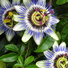 Seeds Passionflower Purple Beautiful Exotic Flower Perennial Outdoor Garden Cut Flowers for Planting Non GMO