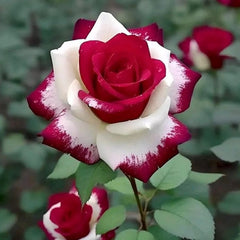 Red Heart Twin Rose Seeds
