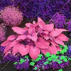 Mixed Hosta Perennials Flower Seeds