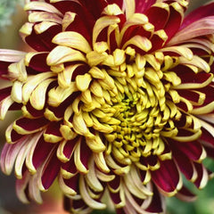 Golden-Backed Scarlet Chrysanthemum