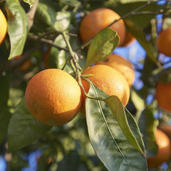 Blood orange tree seeds fast growing juicy non-GMO suitable for patio