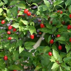 Chile Pequin Peppers - Tiny brilliantly red Chile Peppers - They Pack a Punch!!