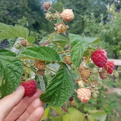 Red Raspberry Seeds