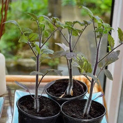 Organic Indigo Rose Tomato Seeds,Solanum Lycopersicum