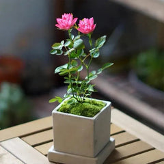 Lotus Star Rose Seeds: Blooming All Year, Bringing Continuous Good Fortune