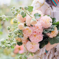 Hollyhock Seeds Carnival Mix Giant Mallow Double Hollyhock Flowers Seed Perennial Outdoor Home Garden Flower