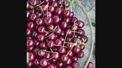 Juliet™ Cherry Bush