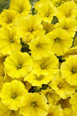 Calibrachoa Calibrachoa Hybrida Yellow Petunia Flower Seeds for Planting