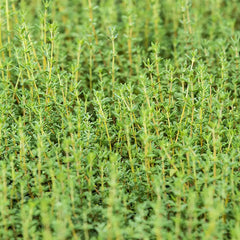 German Winter Thyme Seed