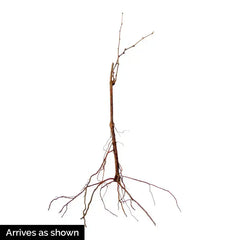 Somerset Seedless Grape Vine