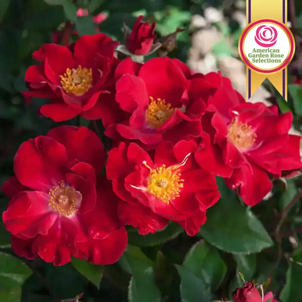 Top Gun™ Shrub Rose Plant
